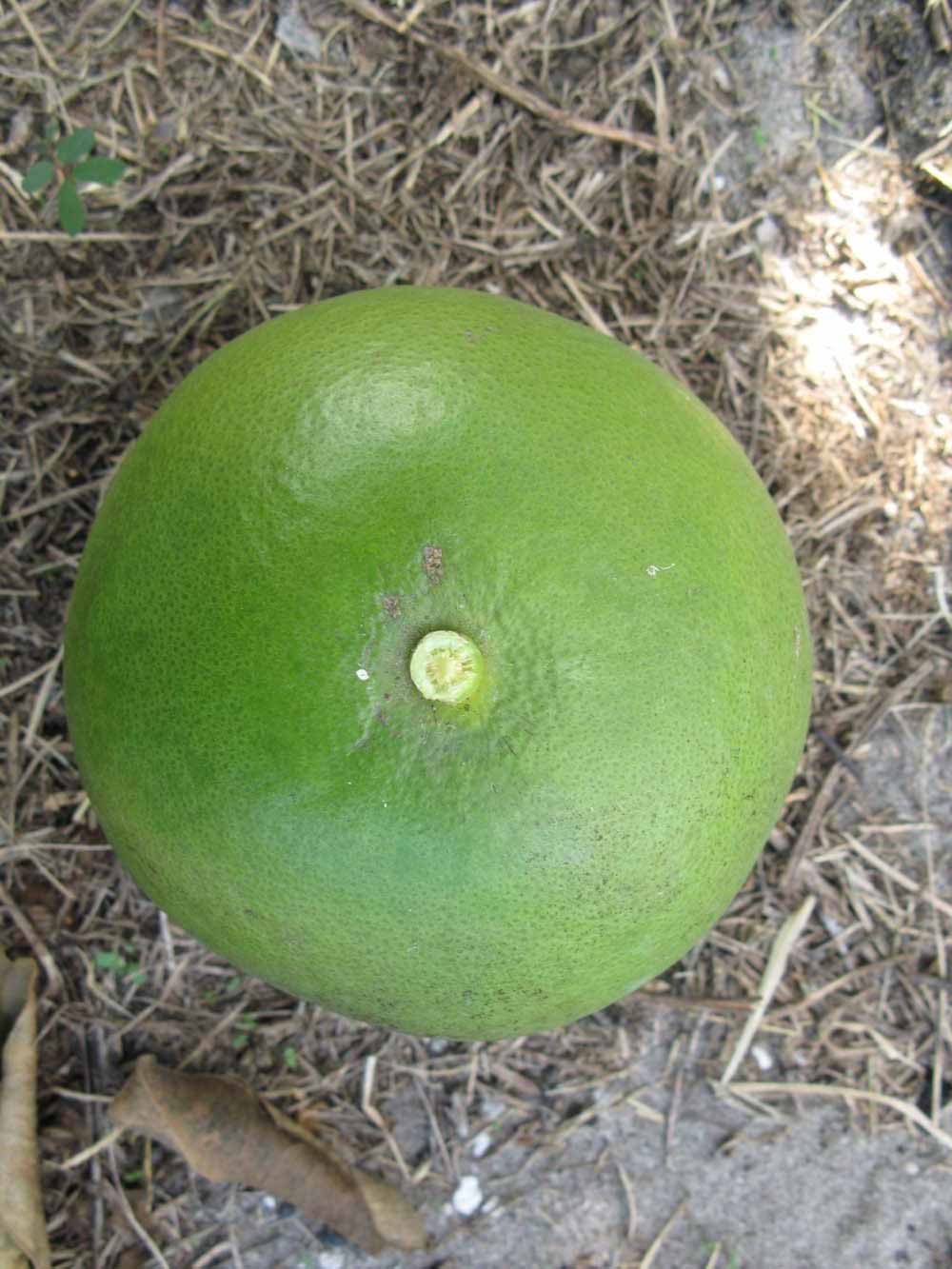              Immature fruit (Winter Haven, FL)       